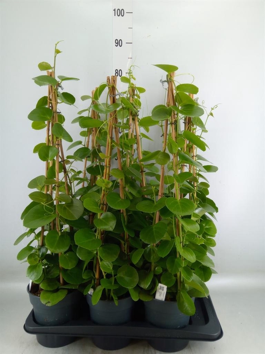 <h4>Cissus rotundifolia</h4>