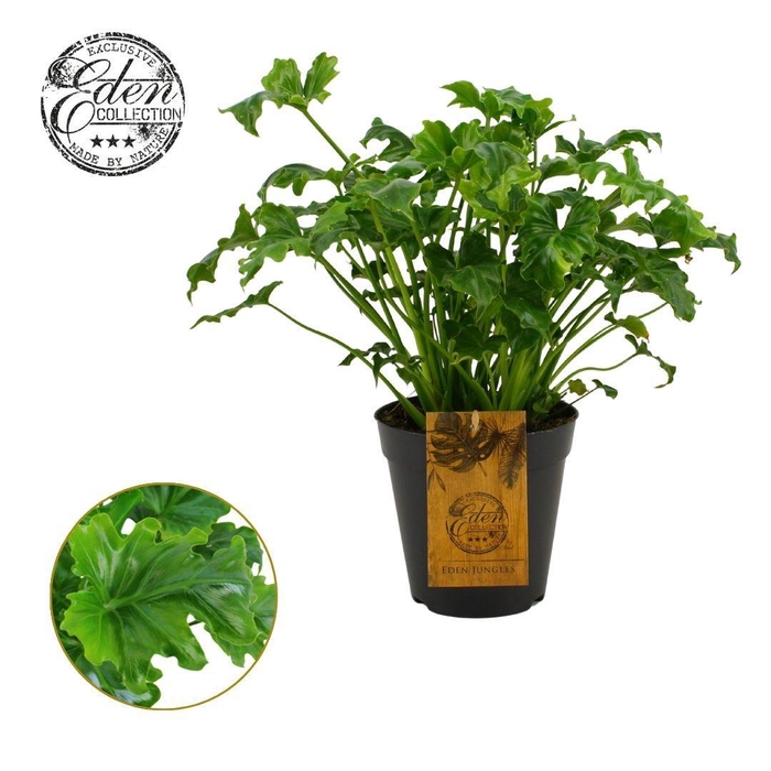 <h4>Philodendron Atlantis 15cm</h4>