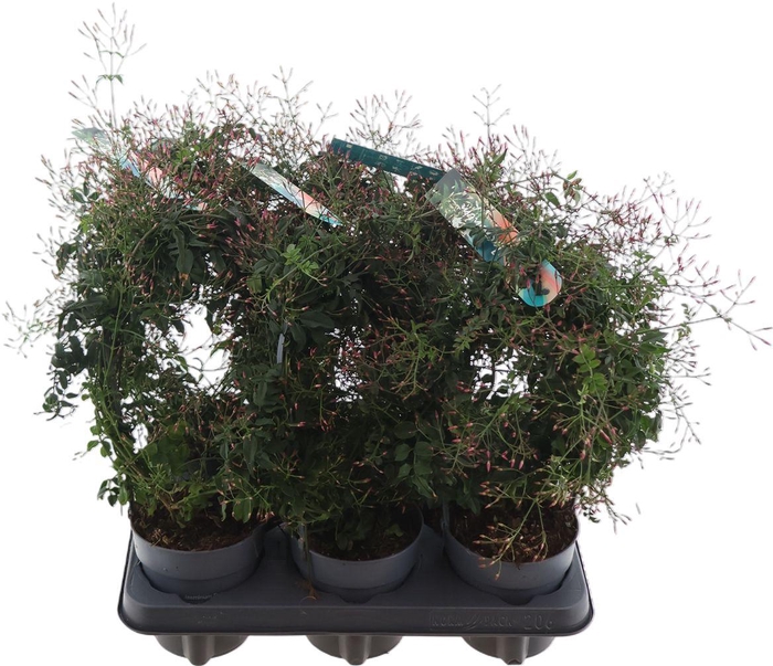 <h4>Jasm Polyanthum Rz</h4>