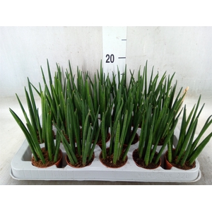 Sansevieria bacularis