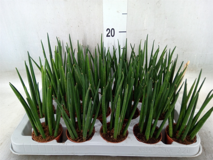 <h4>Sansevieria bacularis</h4>