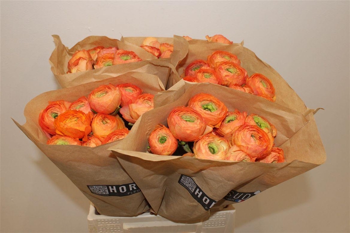 <h4>Ran Cloni Ex Honey</h4>