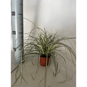 Carex 'Evergold' p8