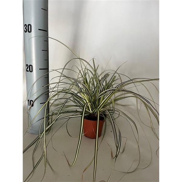 <h4>Carex 'Evergold' p8</h4>