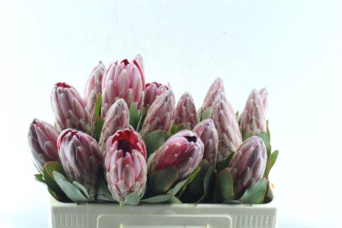 <h4>Protea Sharonet</h4>