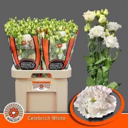 <h4>Eustoma russellianum a fleur double 'Celebrich White'</h4>