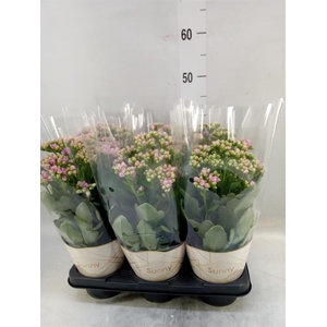 Kalanchoe  'RoseFlow Graceful Pink'