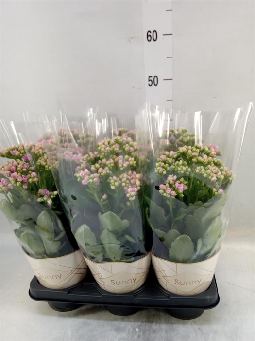 <h4>Kalanchoe  'RoseFlow Graceful Pink'</h4>