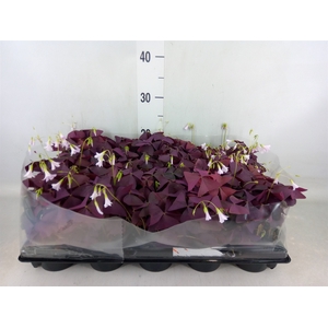 Oxalis trian. 'Mijke'