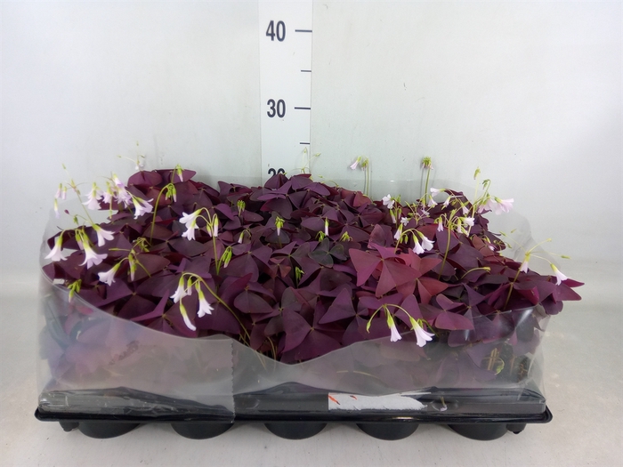 <h4>Oxalis trian. 'Mijke'</h4>