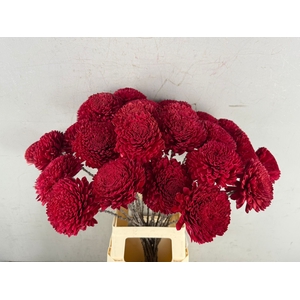 Stick Shola Zinnia Ø12 Red