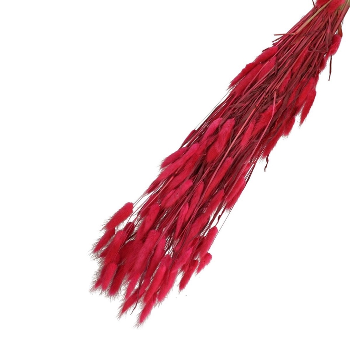 <h4>Droogbloem Lagurus 65cm 100g</h4>