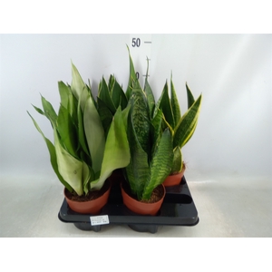 Sansevieria trifa.   ...