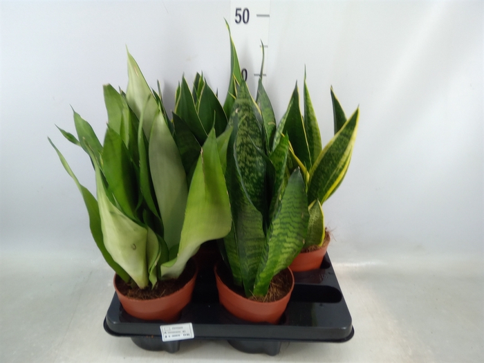 <h4>Sansevieria trifa.   ...</h4>