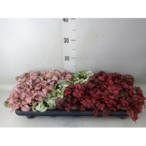 Hypoestes phyllo.   ...mix