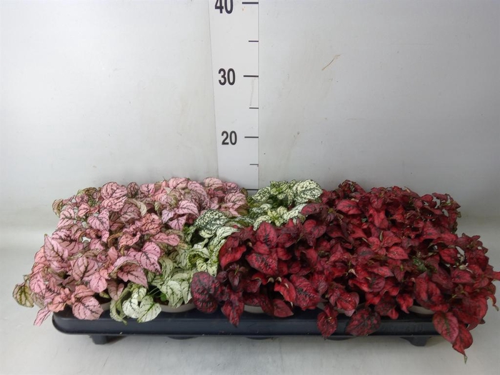 <h4>Hypoestes phyllo.   ...mix</h4>