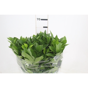 FOLHAGEM RUSCUS 060 CM