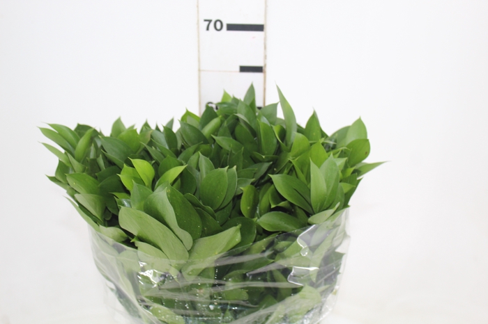 <h4>FOLHAGEM RUSCUS 060 CM</h4>