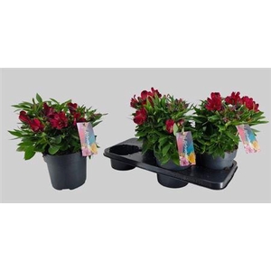 Alstroemeria Inticancha Doba