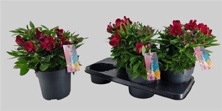 <h4>Alstroemeria Inticancha Doba</h4>