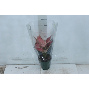 AGLAONEMA VARIADA P12 PREMIUM