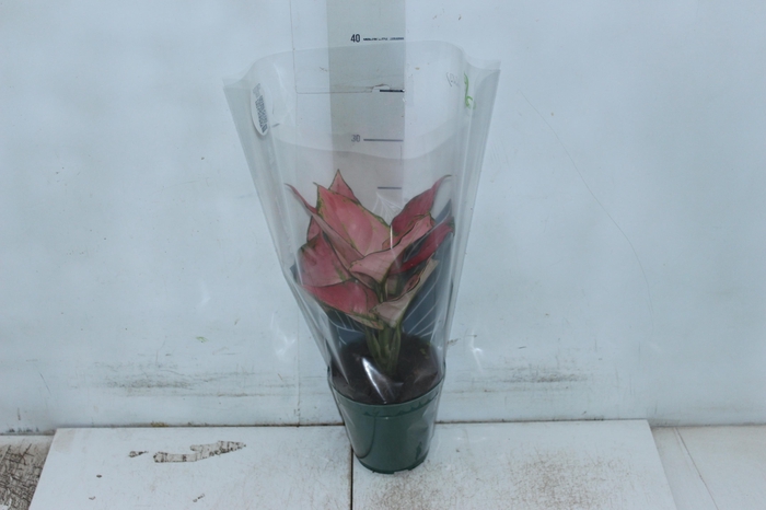 <h4>AGLAONEMA VARIADA P12 PREMIUM</h4>