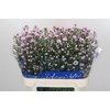 Aster Claudia