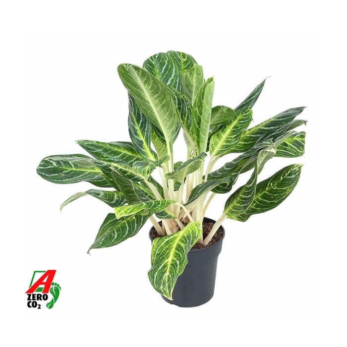 <h4>Aglaonema Key Lime</h4>
