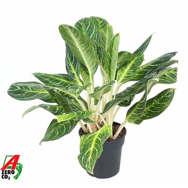 <h4>Aglaonema Key Lime</h4>
