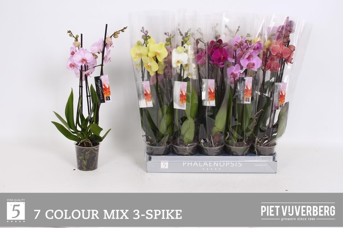 <h4>PHAL GEM 7 KL</h4>