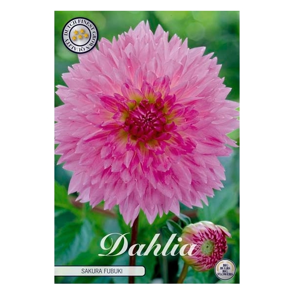 <h4>Dahlia Fubuki Sakura x1</h4>