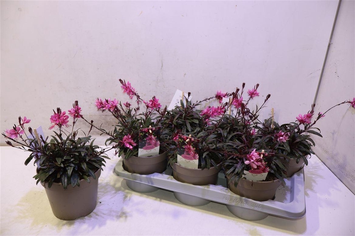 <h4>Gaur Li Gaudi Rose</h4>