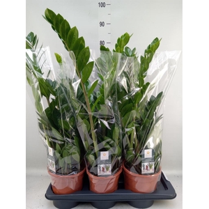 Zamioculcas zamiifolia