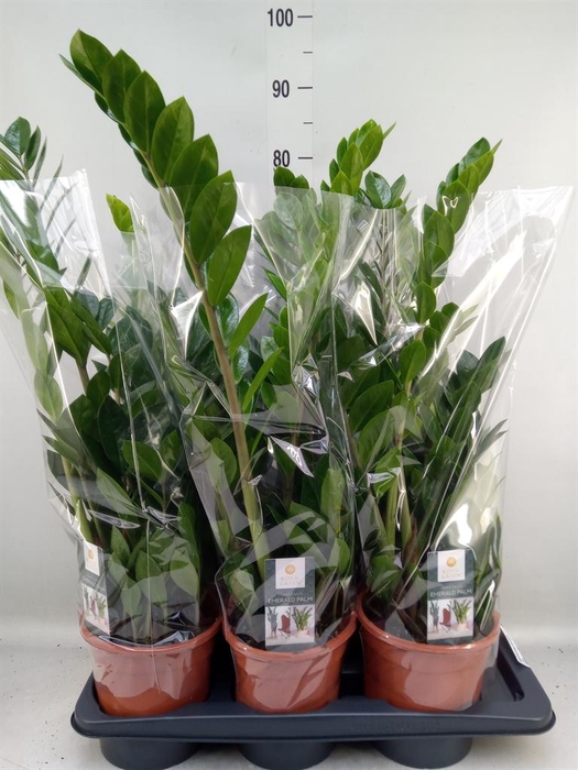 <h4>Zamioculcas zamiifolia</h4>