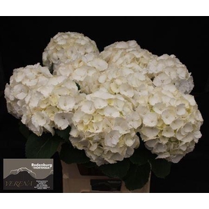 Hydr White Verena Super!!