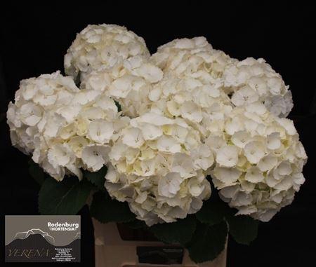 <h4>Hydr White Verena Super!!</h4>