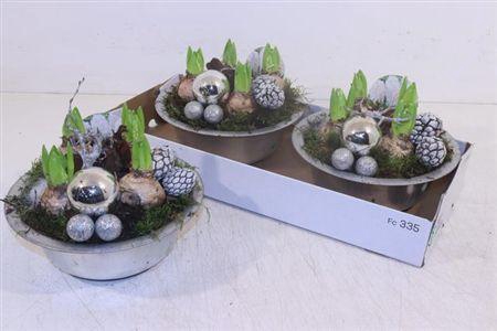 <h4>Arr Hyacinth</h4>