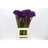 Allium Purple Sensation