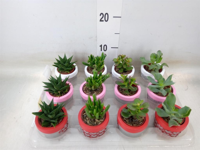 <h4>Succulents   ...</h4>