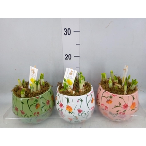 Arr.  Narcissus Tete Tete H%