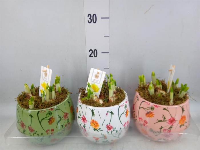 <h4>Arr.  Narcissus Tete Tete H%</h4>