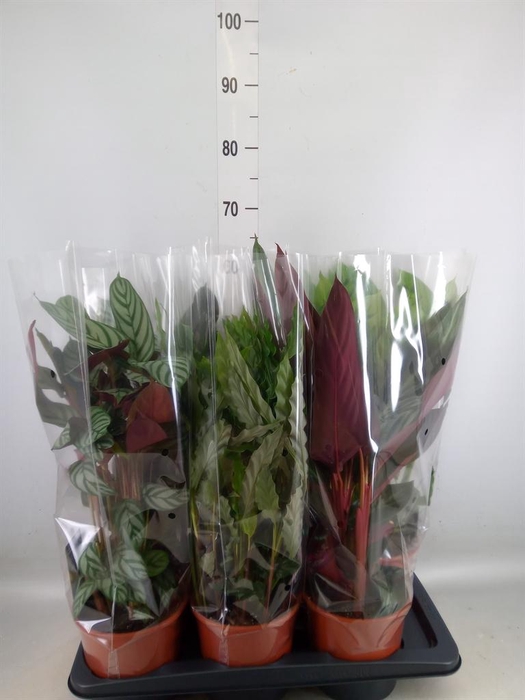 <h4>Calathea   ...mix</h4>