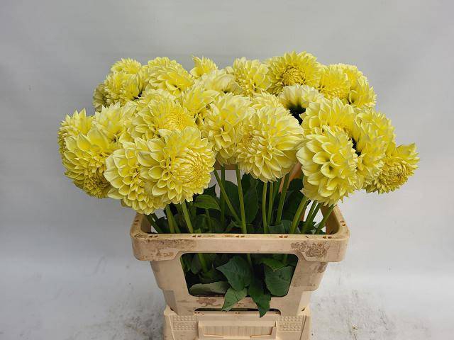 Dahlia Banana Baby