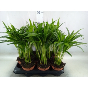 Dypsis lutescens   ...Chrysalidoca
