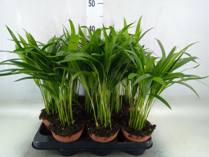 <h4>Dypsis lutescens   ...Chrysalidoca</h4>