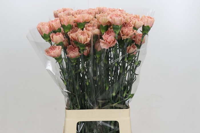 <h4>Dianthus St Honey</h4>