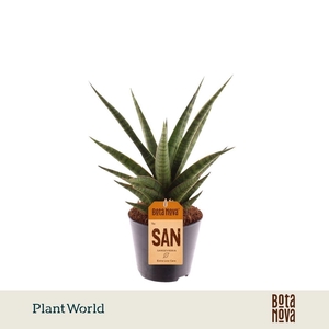 Sansevieria 'Boogie Woogie'