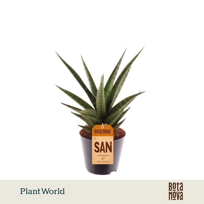 <h4>Sansevieria 'Boogie Woogie'</h4>