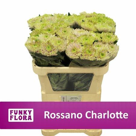 <h4>Chr G Rossano Charlotte A2</h4>