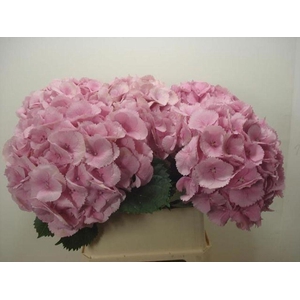 Hydrangea mammoet